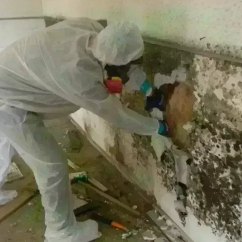 Mold Remediation and Removal in Nevada County, CA